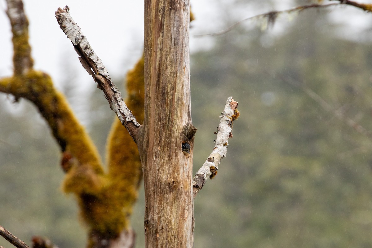 American Three-toed Woodpecker - ML619713527