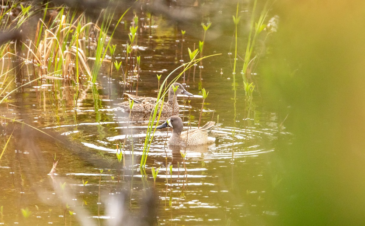 Blue-winged Teal - ML619713540