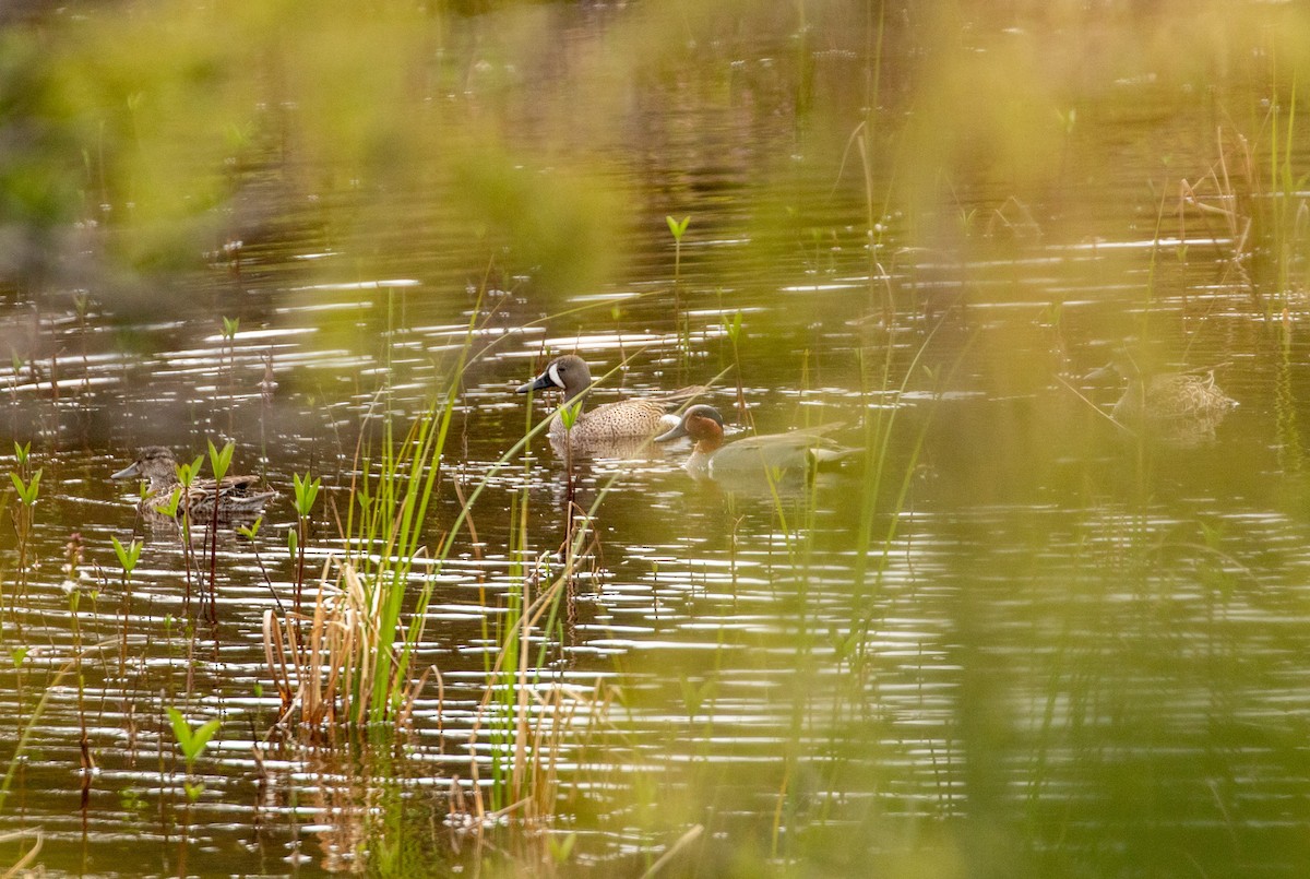 Blue-winged Teal - ML619713542