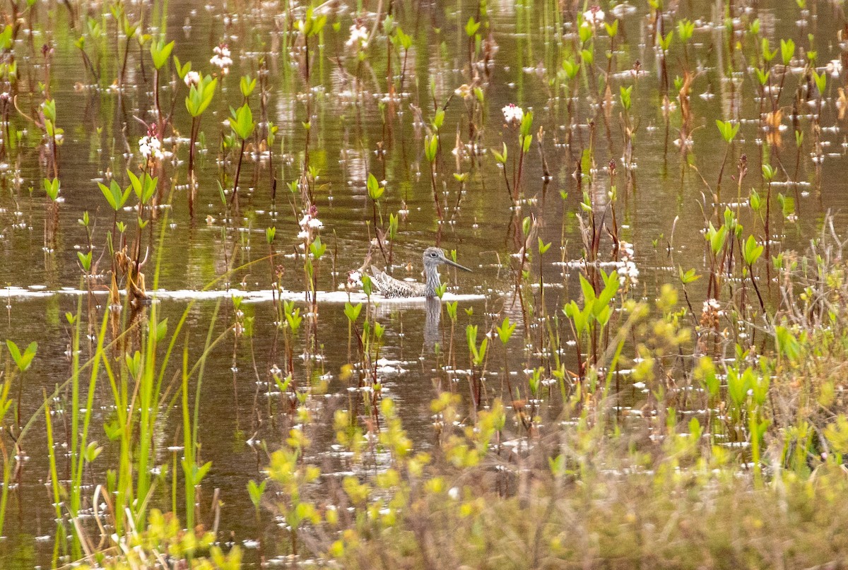 Greater Yellowlegs - ML619713550