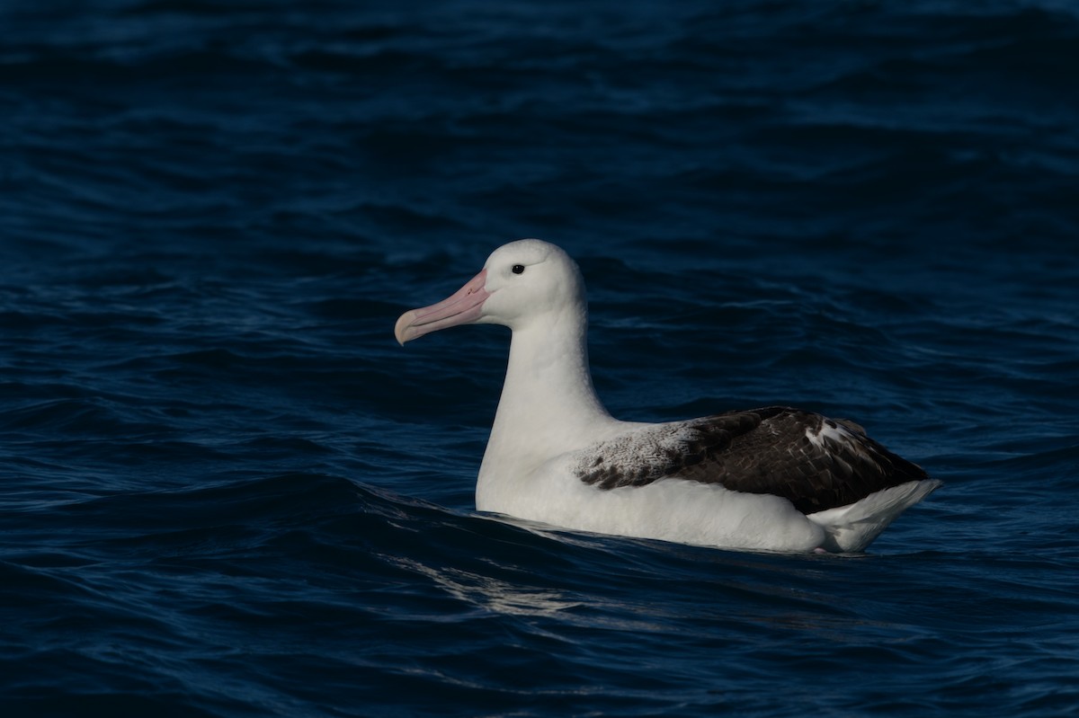 albatros královský - ML619713552
