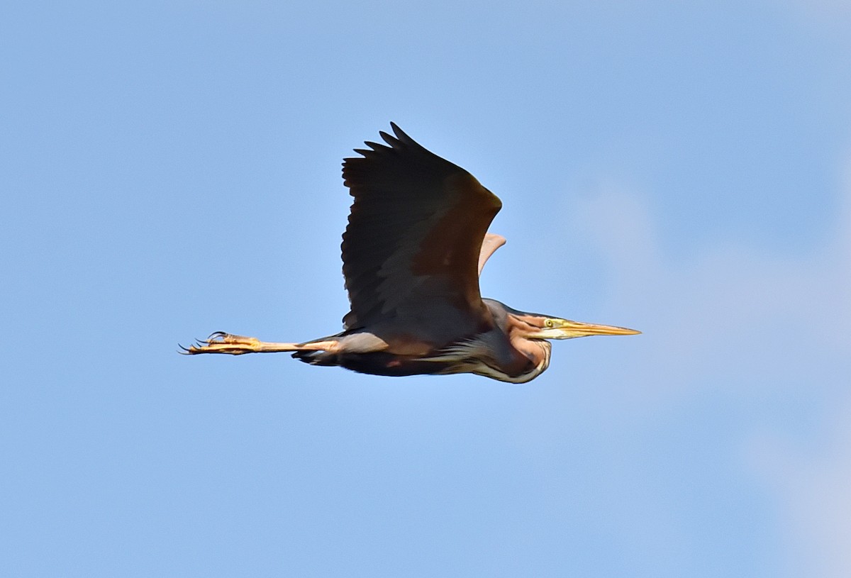 Purple Heron - ML619713554