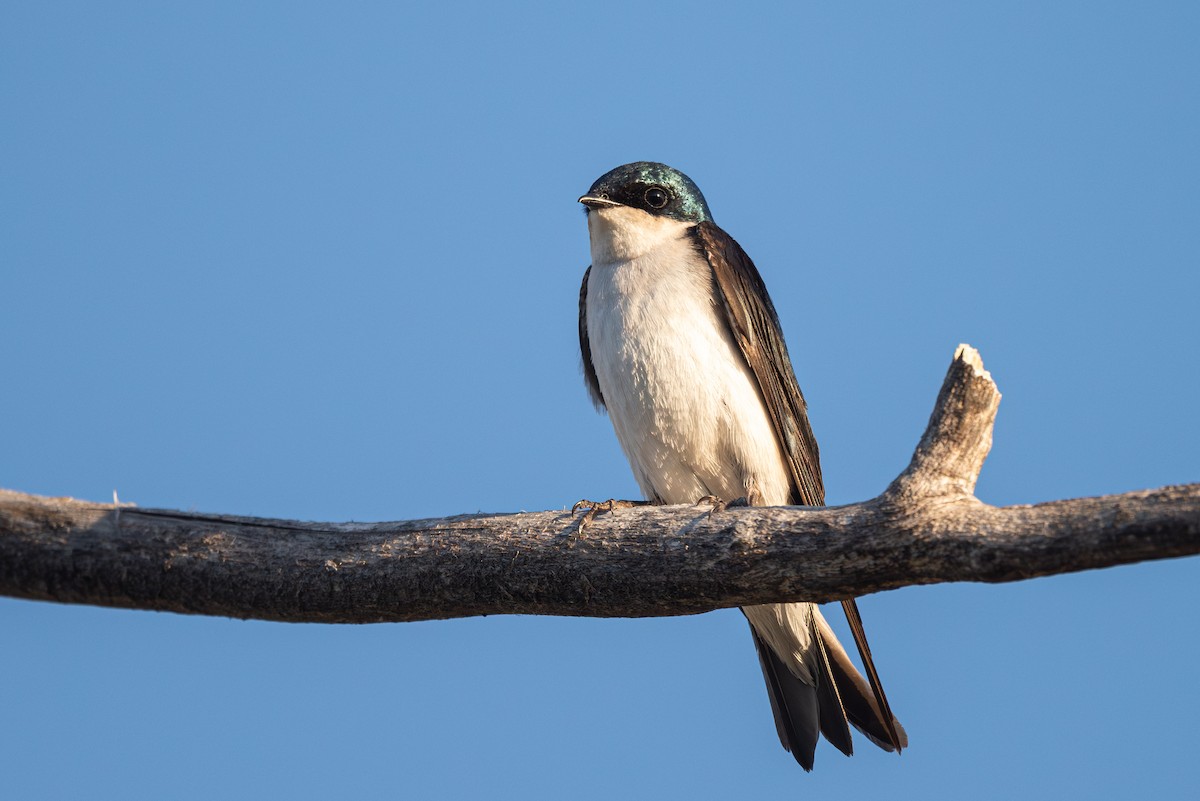 Tree Swallow - ML619713599