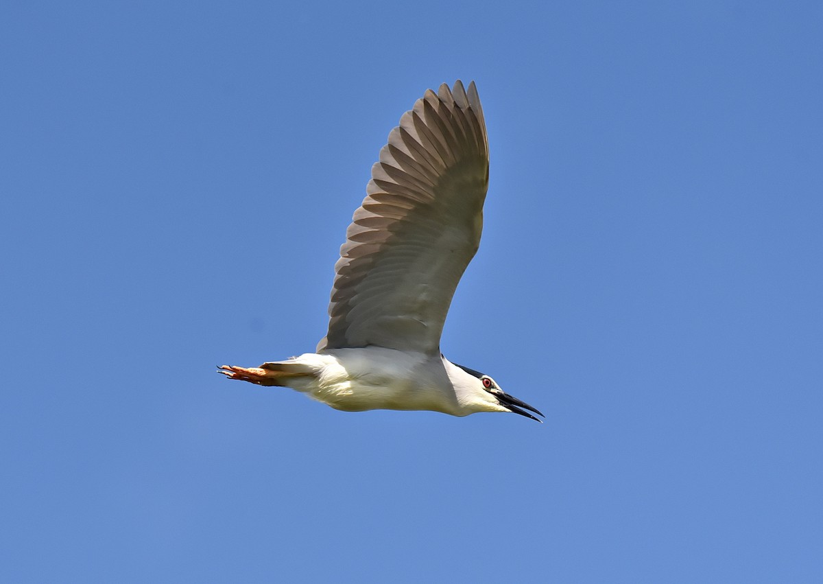 Black-crowned Night Heron - ML619713604