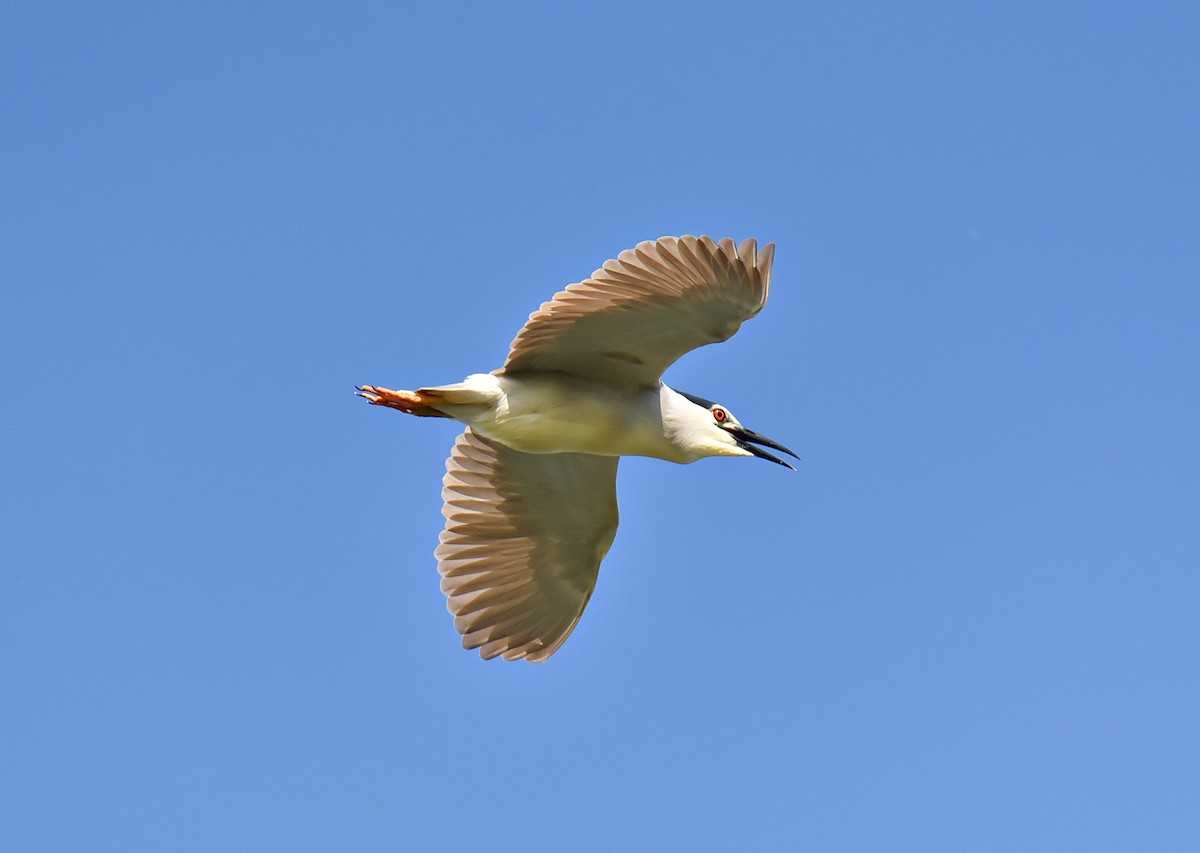 Black-crowned Night Heron - ML619713609