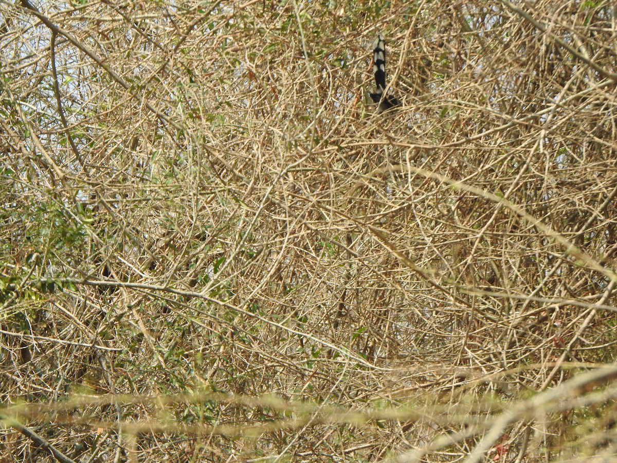 Blue-faced Malkoha - ML619713619