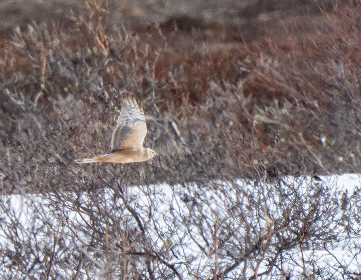 Хээрийн хулд - ML619713622