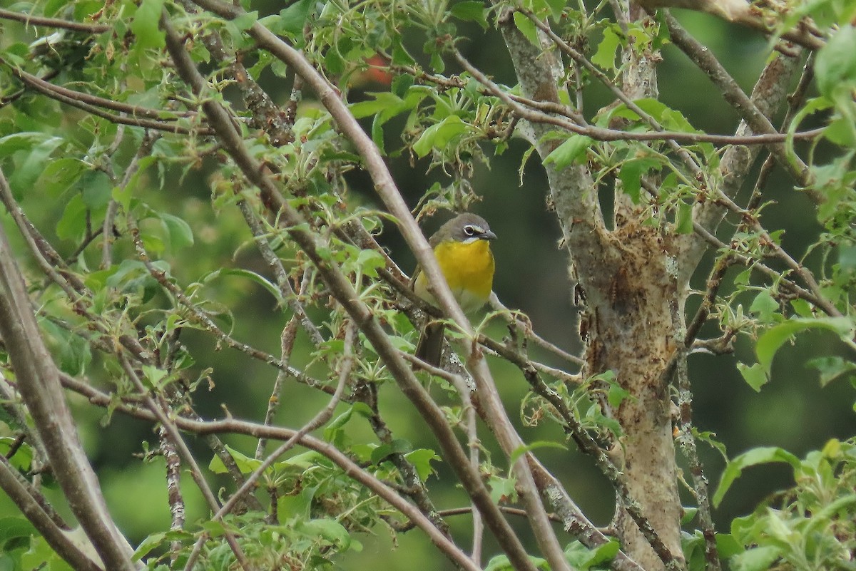 Yellow-breasted Chat - ML619713623