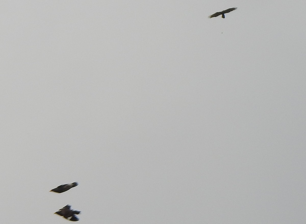 Accipiter sp. - Arulvelan Thillainayagam