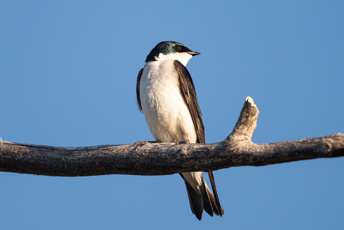 Tree Swallow - ML619713636