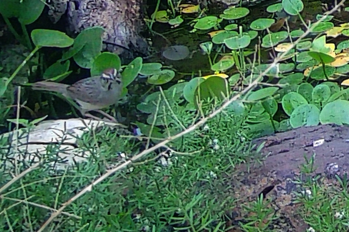 Rufous-crowned Sparrow - ML619713638