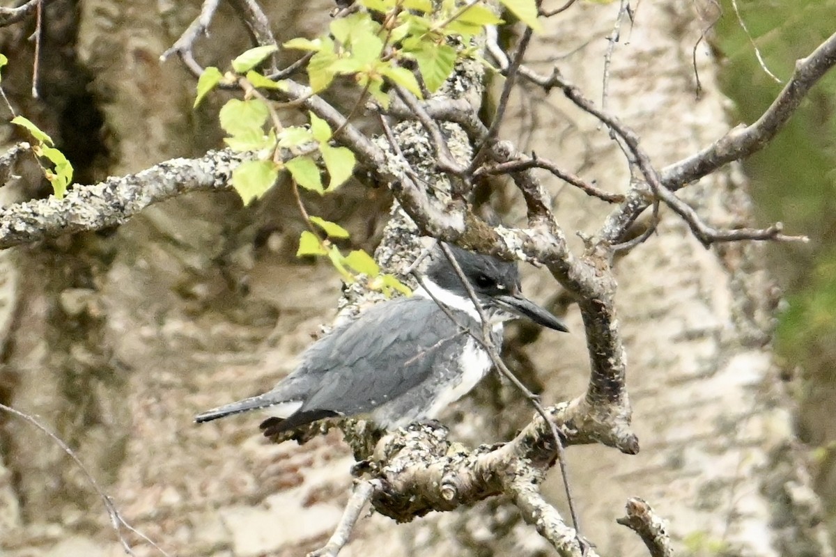 Martin-pêcheur d'Amérique - ML619713650