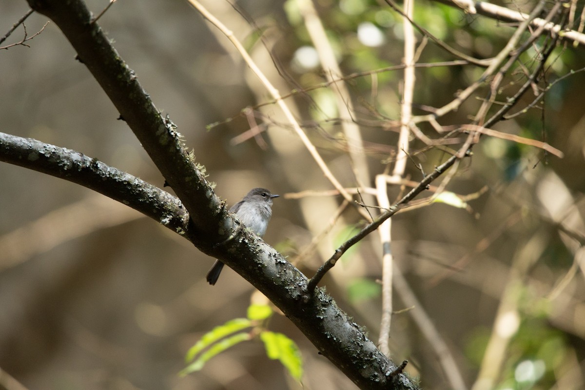 African Dusky Flycatcher - ML619713653