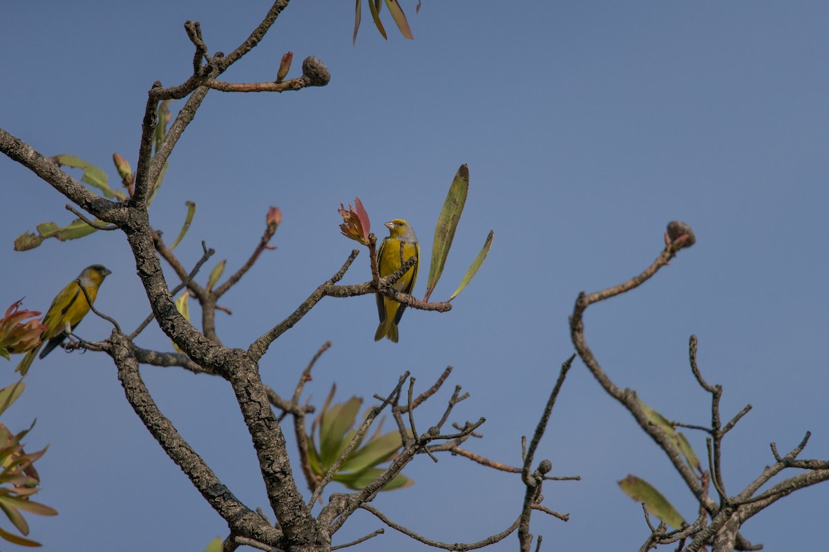 Cape Canary - ML619713655