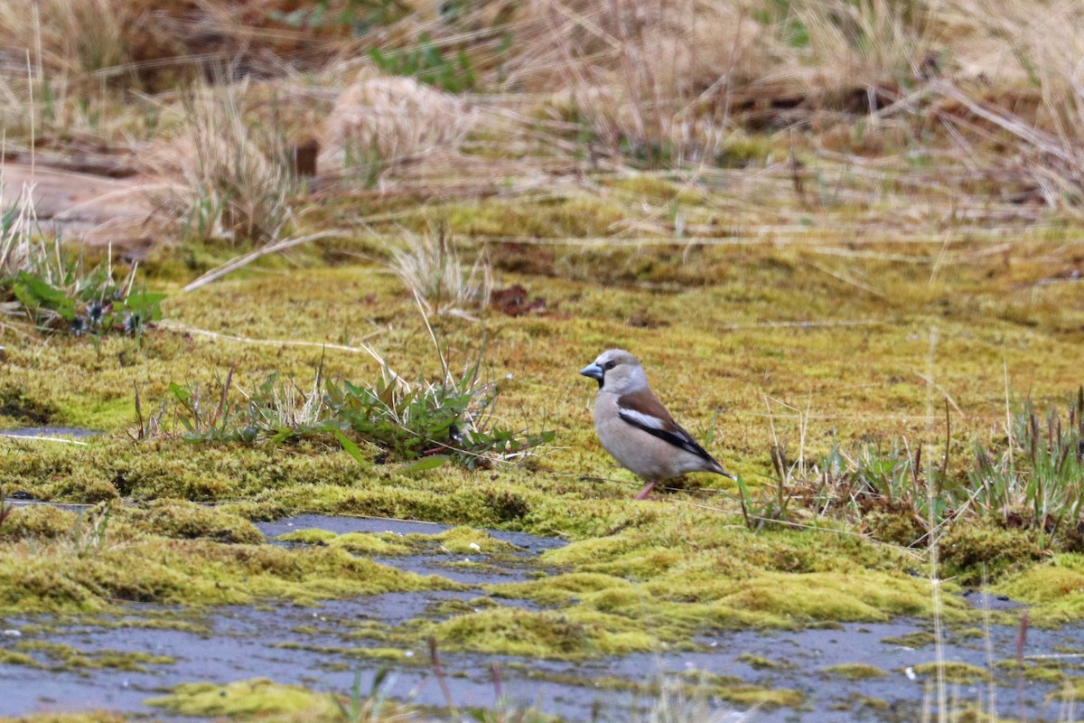 Hawfinch - ML619713667