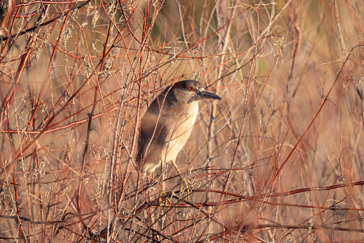 Black-crowned Night Heron - ML619713711