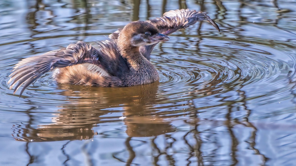 Pied-billed Grebe - ML619713730