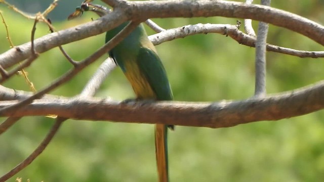 Blue-bearded Bee-eater - ML619713739