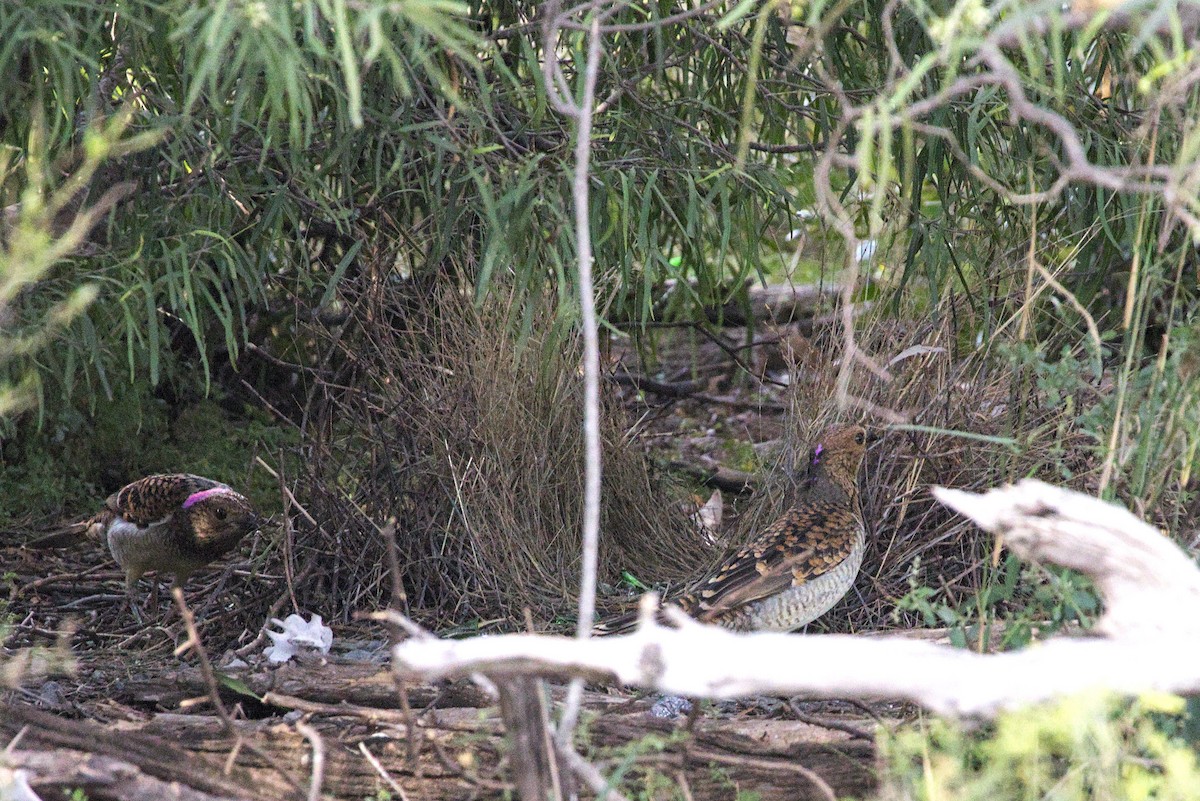 Spotted Bowerbird - ML619713749