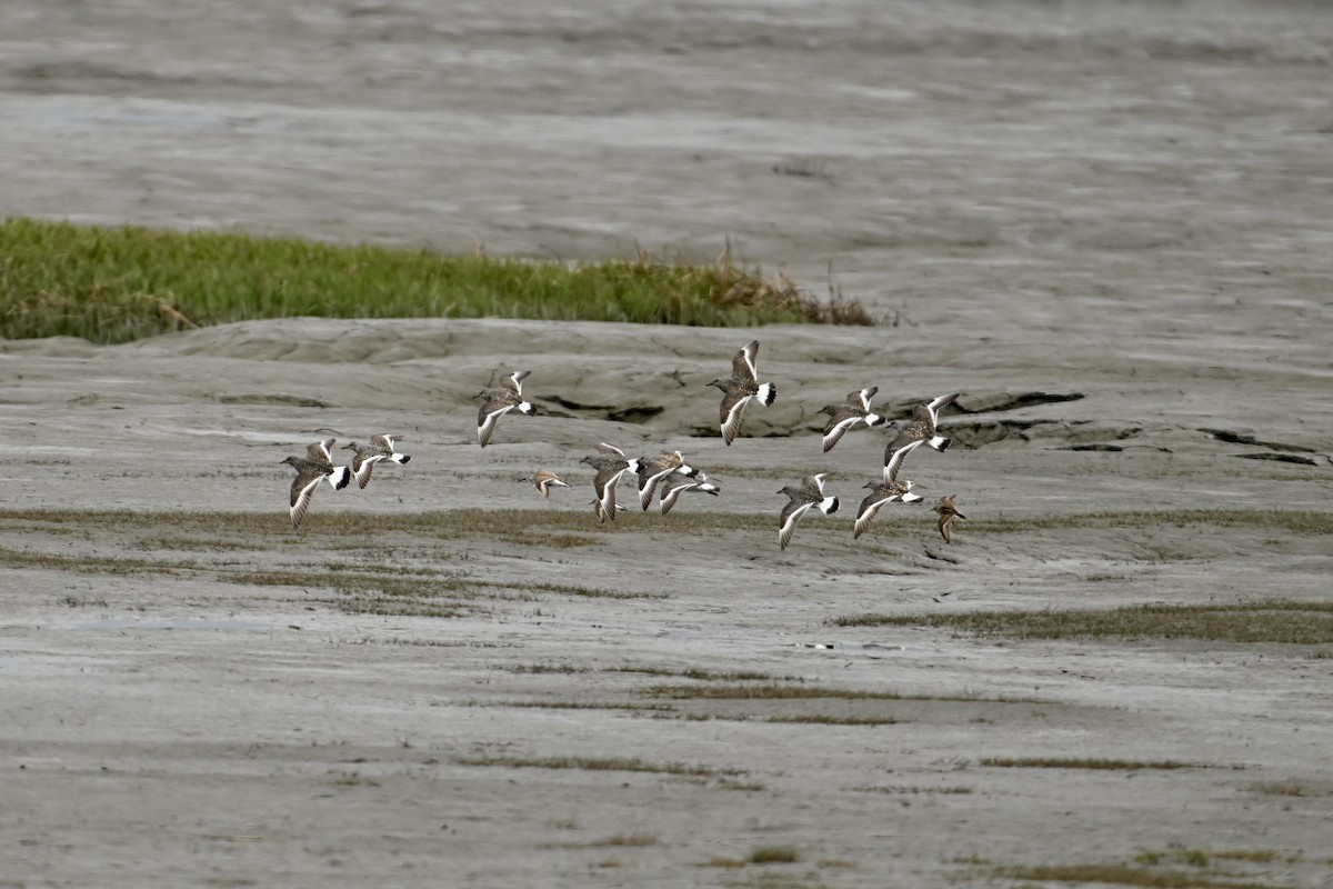 Surfbird - ML619713750