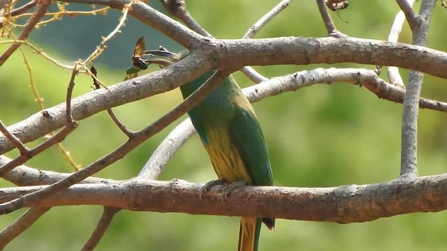 Blue-bearded Bee-eater - ML619713752