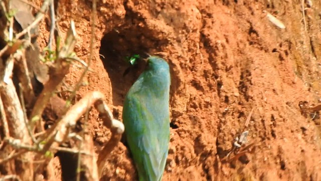 Blue-bearded Bee-eater - ML619713753