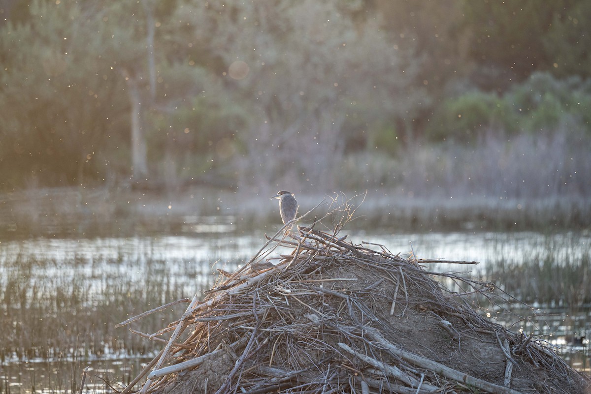 Black-crowned Night Heron - ML619713759