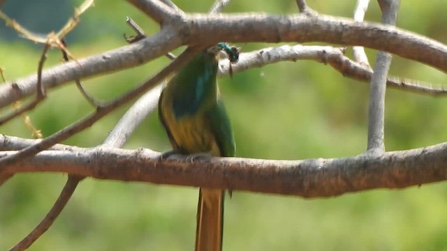 Blue-bearded Bee-eater - ML619713760