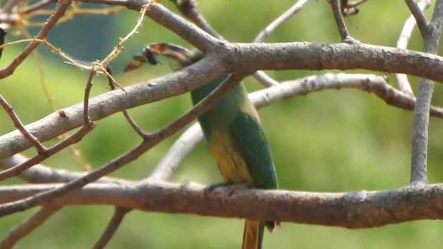 Blue-bearded Bee-eater - ML619713761