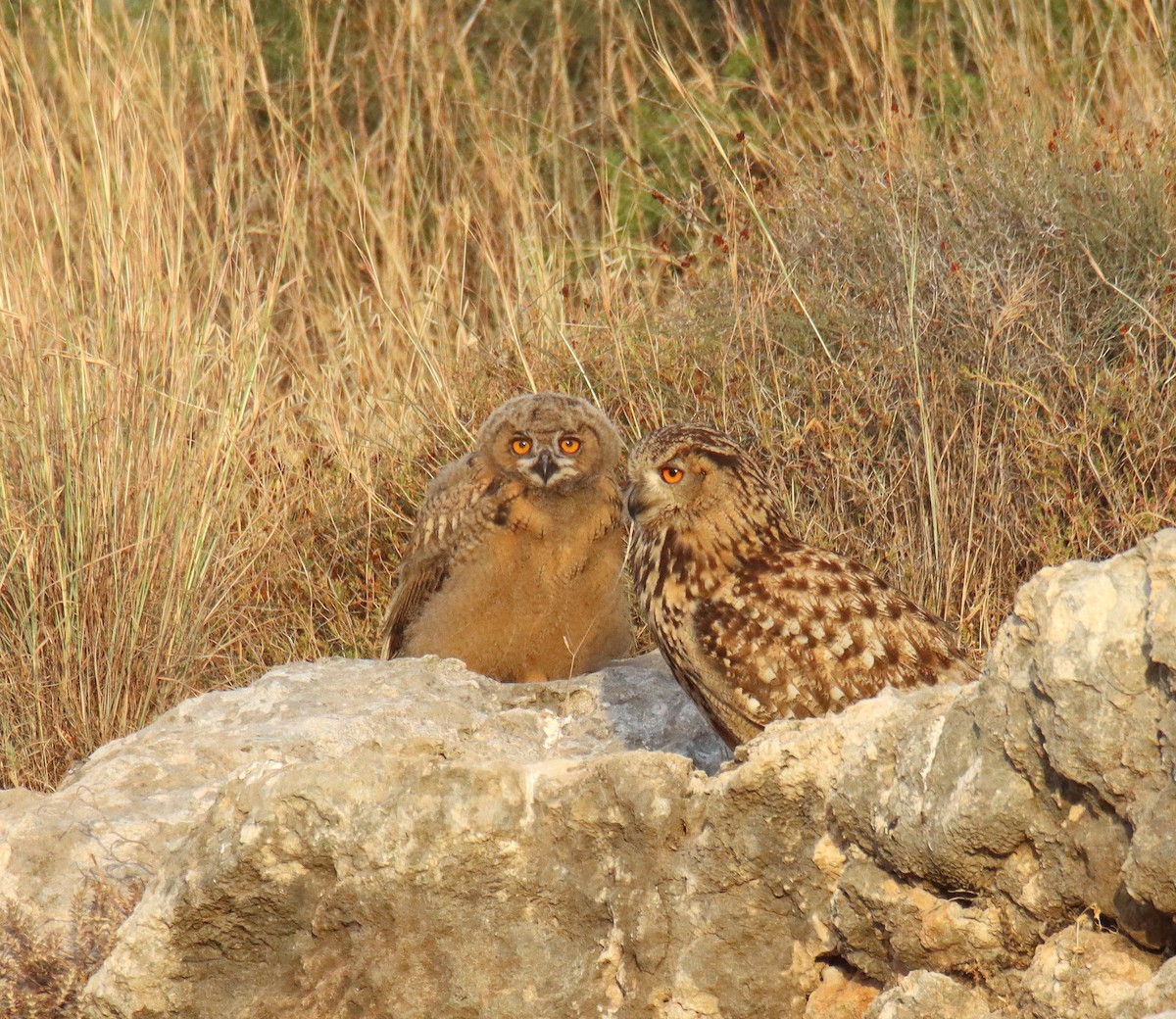 Eurasian Eagle-Owl - ML619713817