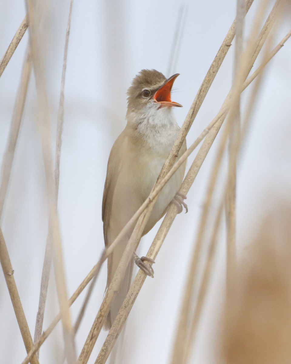 Great Reed Warbler - ML619713831