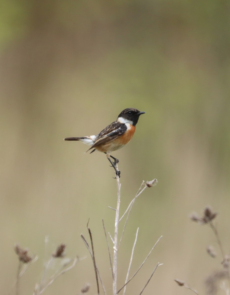 European Stonechat - ML619713843