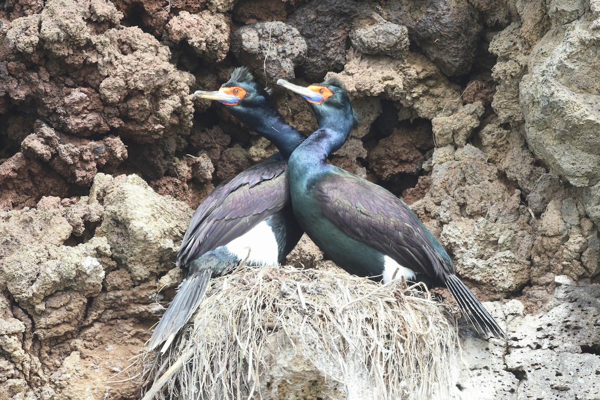 Red-faced Cormorant - ML619713868