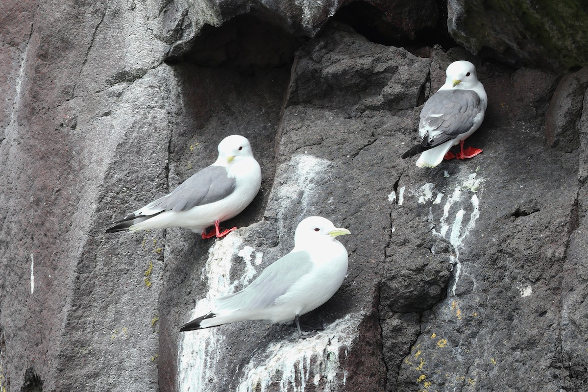 Red-legged Kittiwake - ML619713895