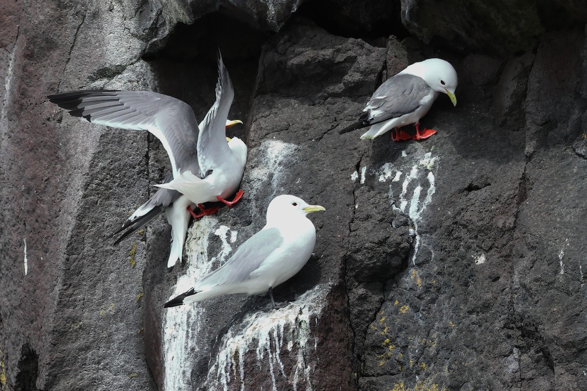 Red-legged Kittiwake - ML619713896