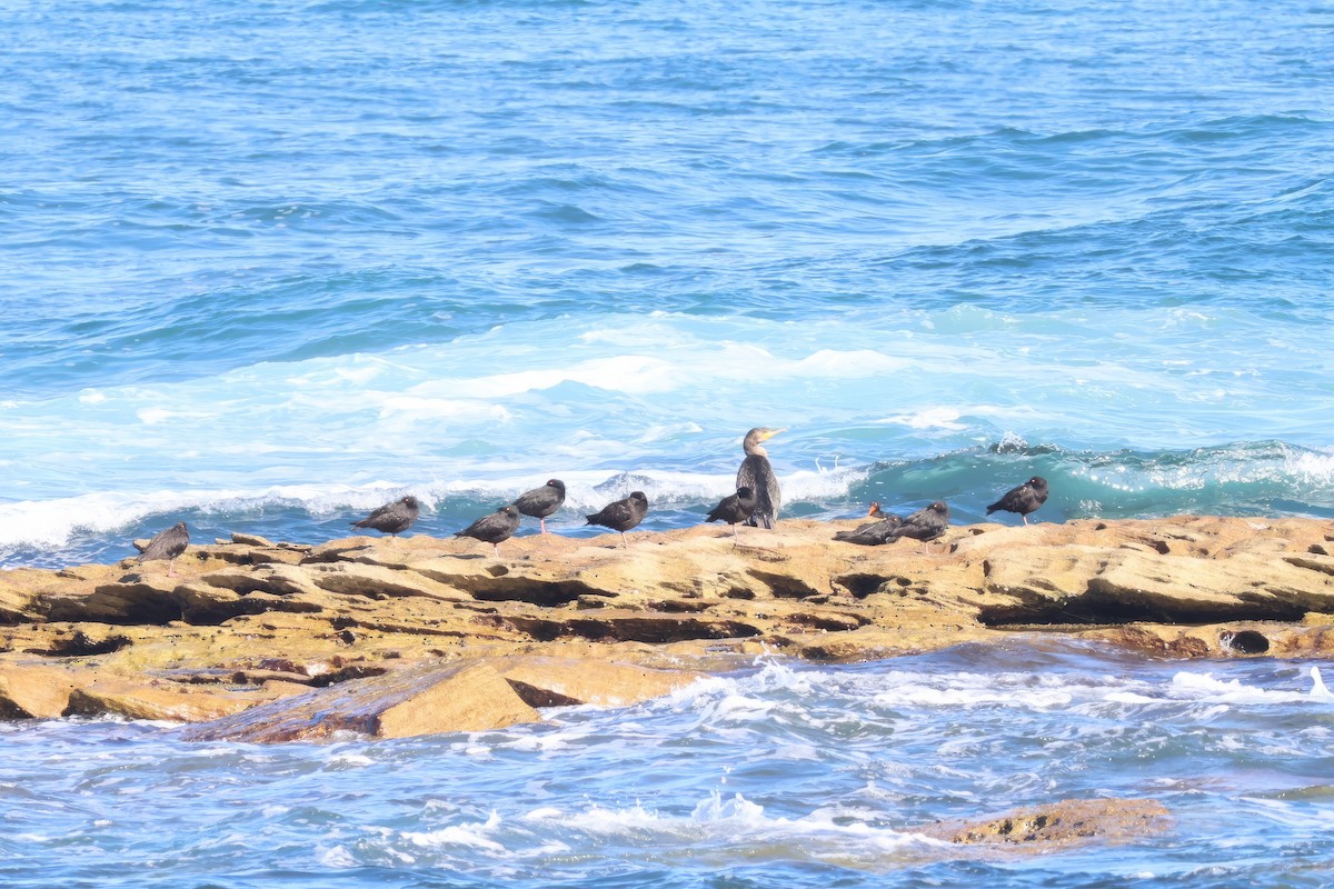 Sooty Oystercatcher - ML619713922