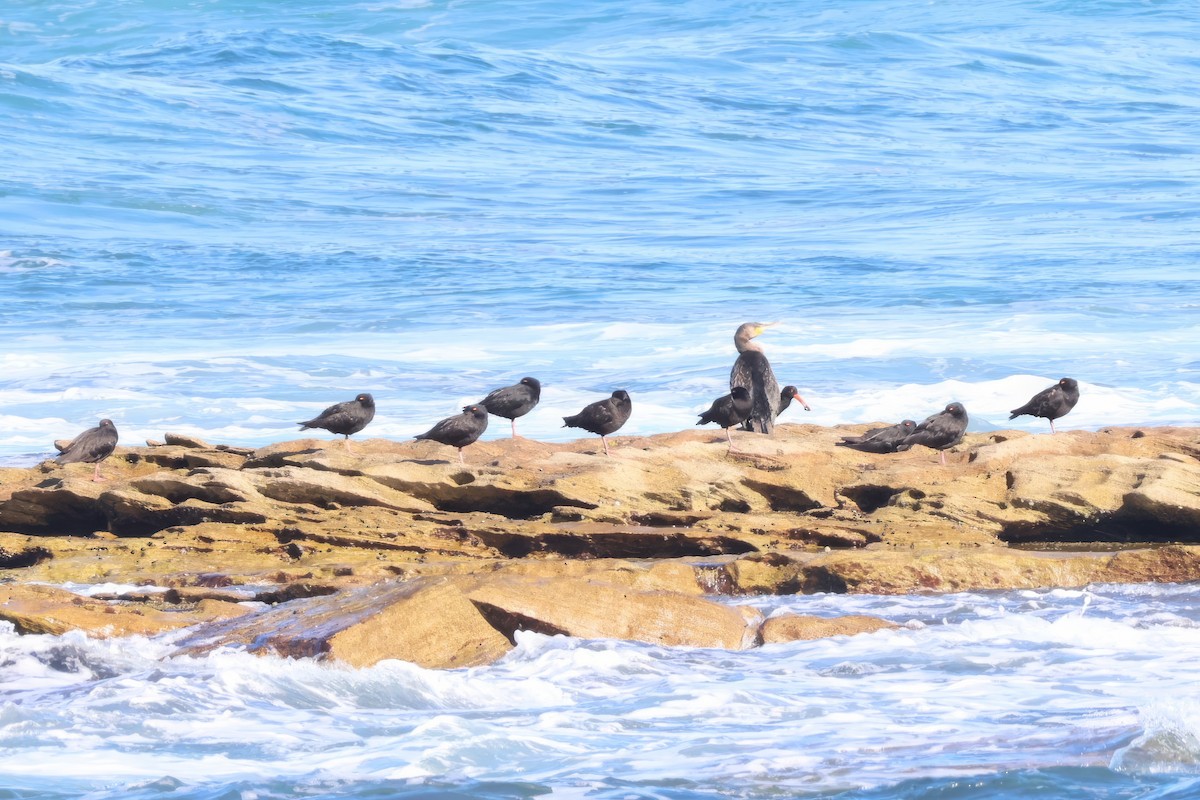 Sooty Oystercatcher - ML619713923