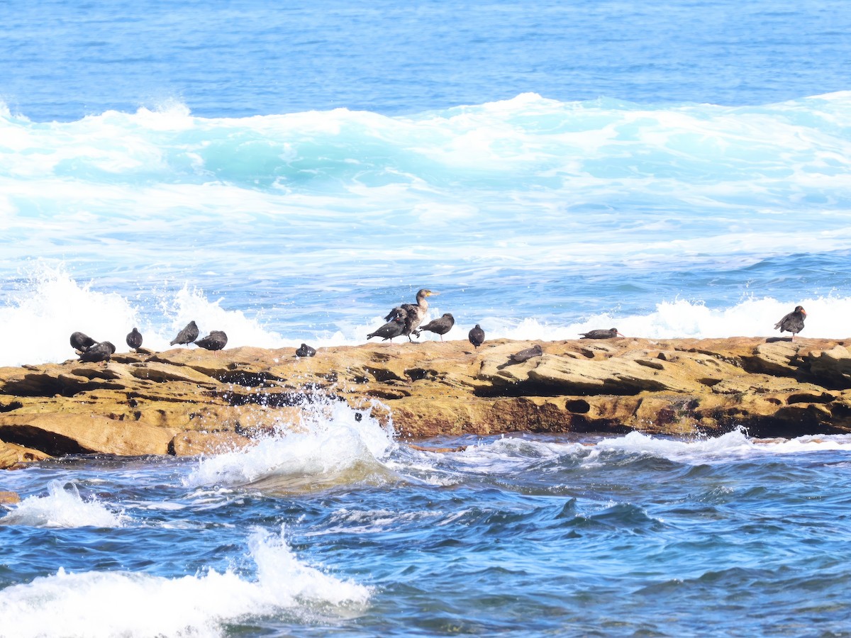 Sooty Oystercatcher - ML619713925