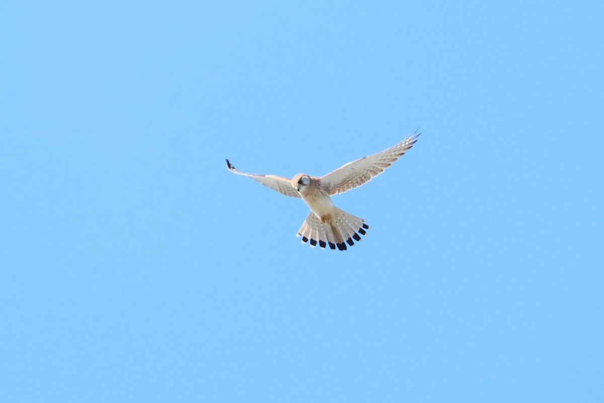 Nankeen Kestrel - ML619713937