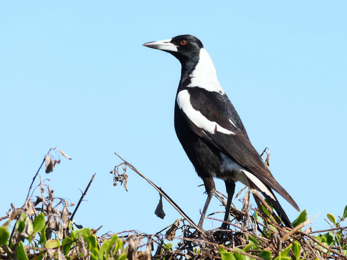 Australian Magpie - ML619713949