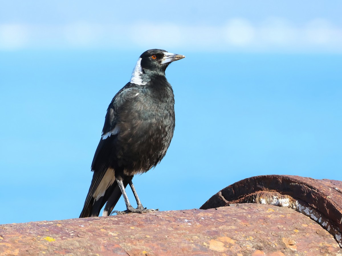 Australian Magpie - ML619713950