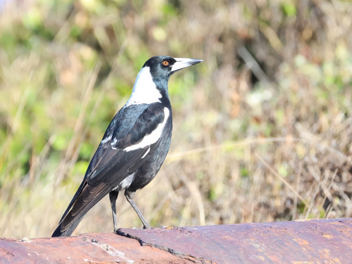 Australian Magpie - Heather Williams