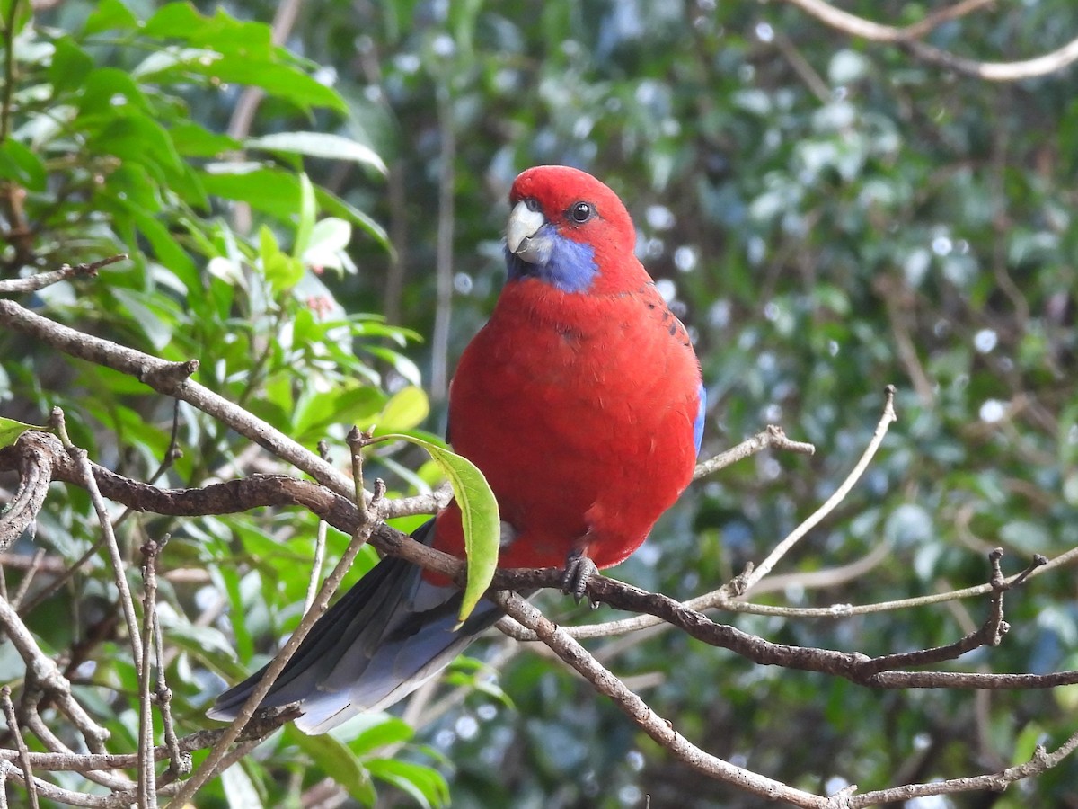 Crimson Rosella - ML619713982