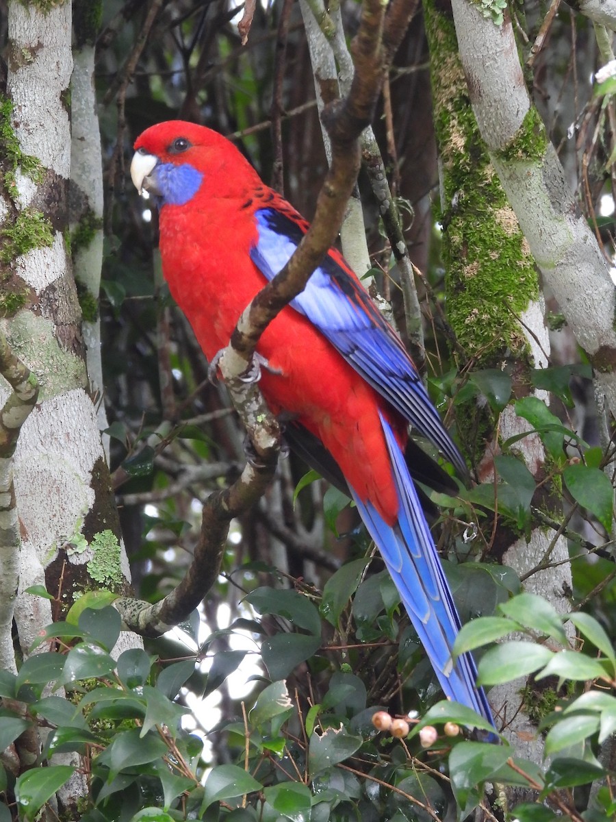 Crimson Rosella - ML619713983