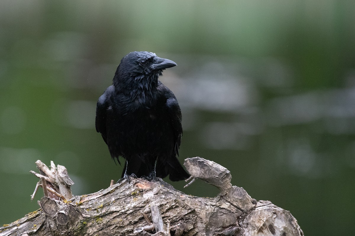 American Crow - ML619713987