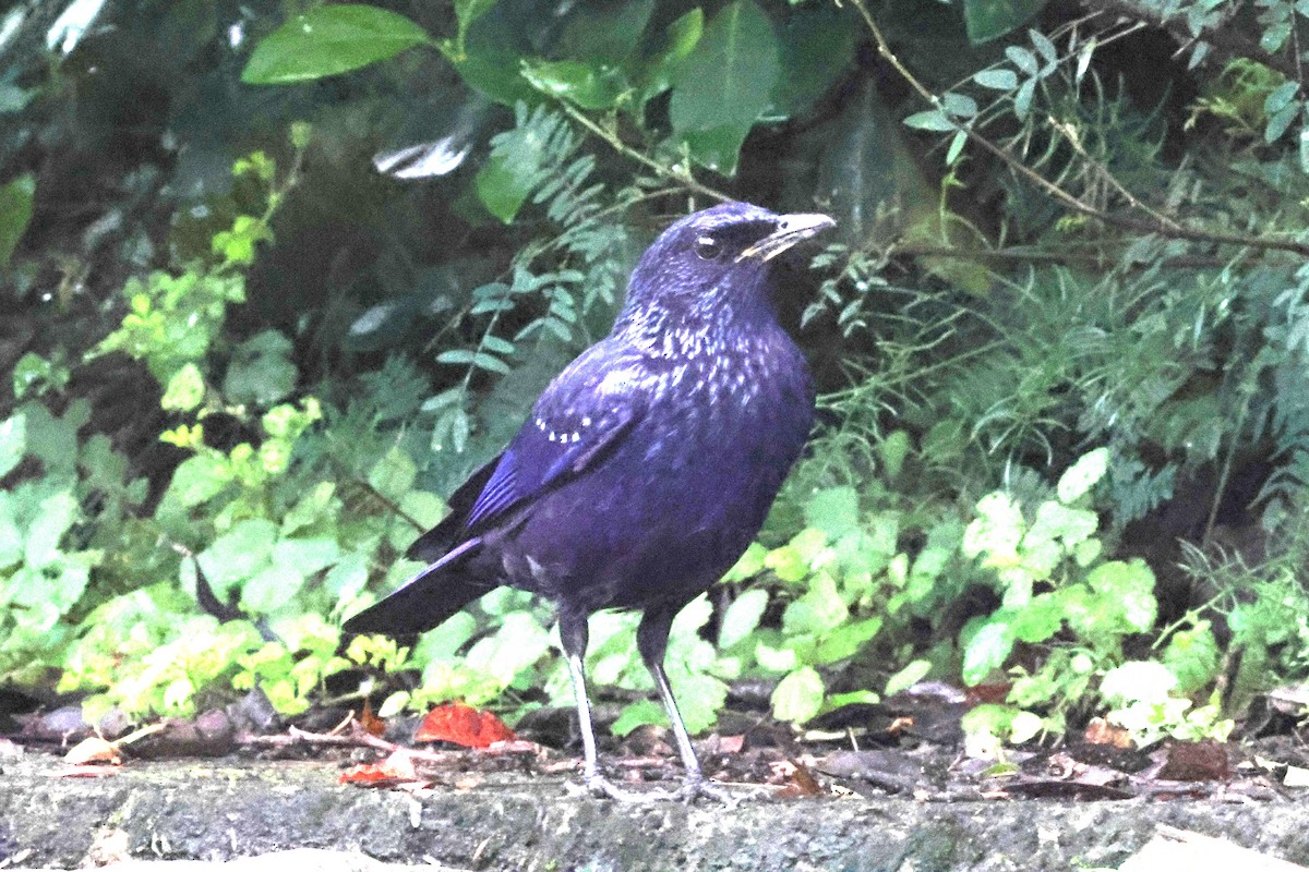 Blue Whistling-Thrush - ML619713998