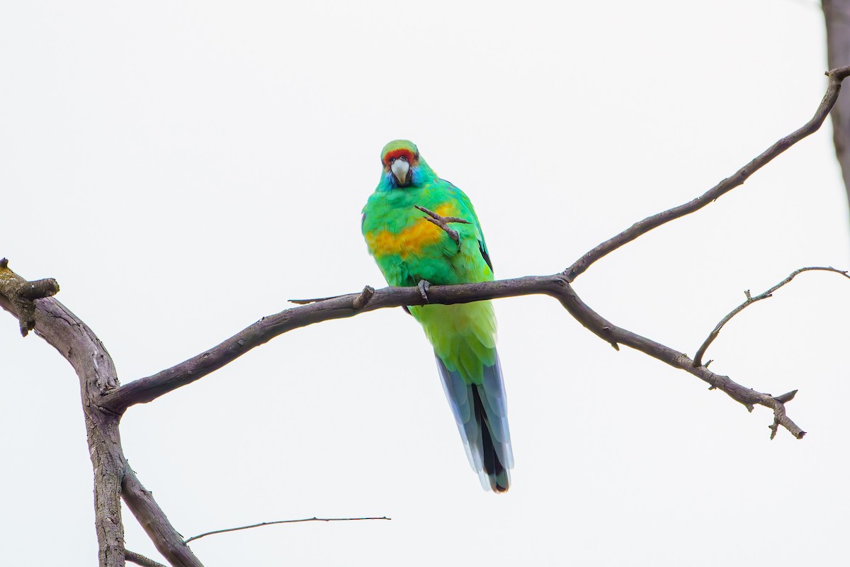 Australian Ringneck - ML619714001