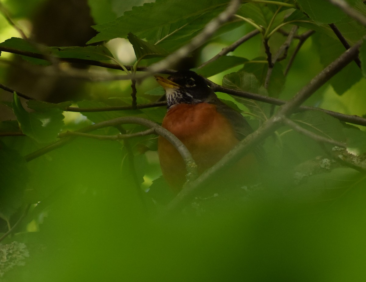 American Robin - ML619714013