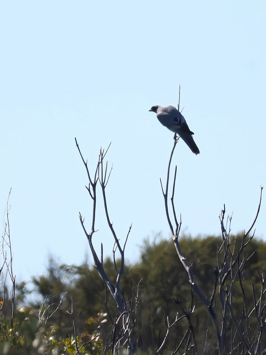 Black-faced Cuckooshrike - ML619714056