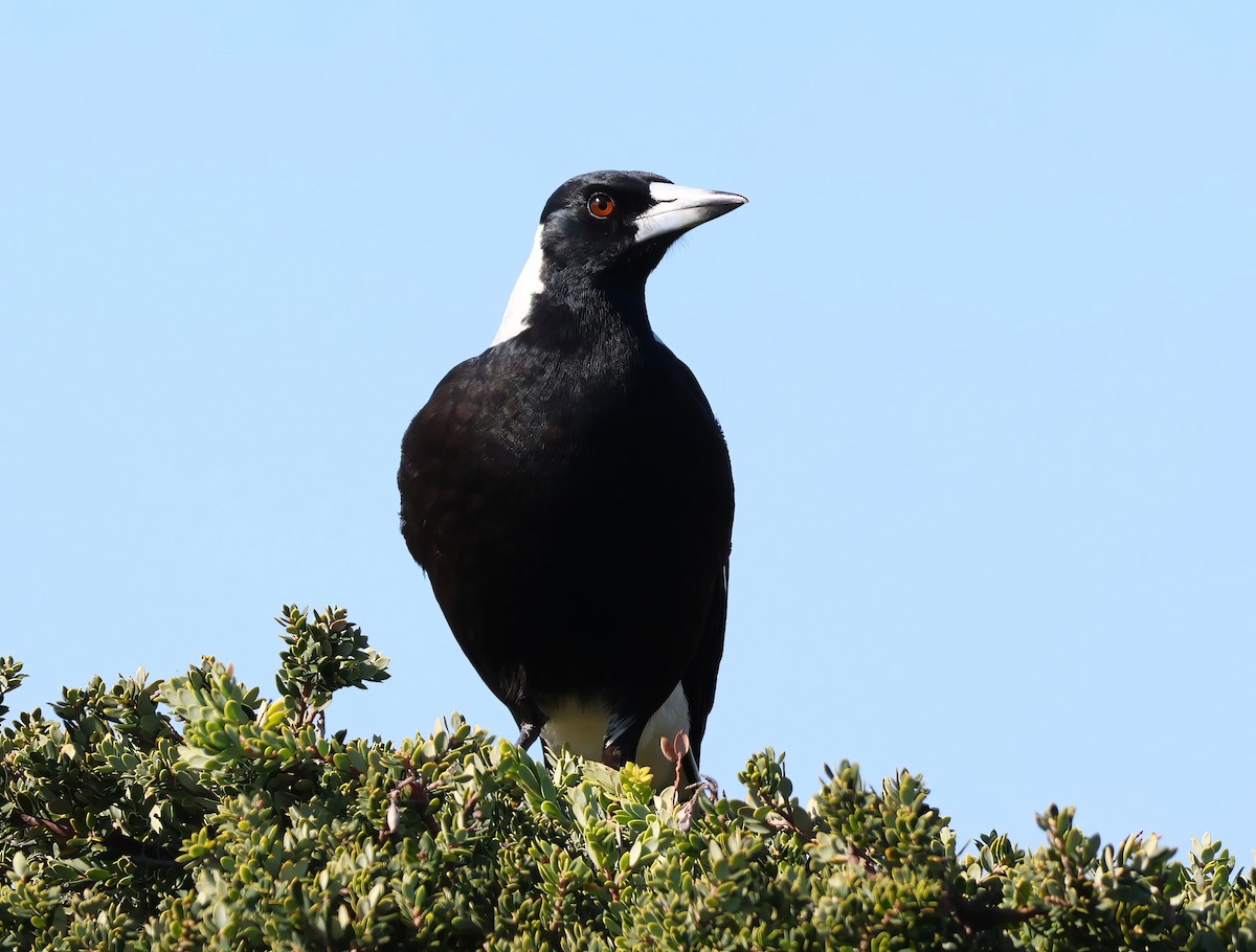 Australian Magpie - Heather Williams